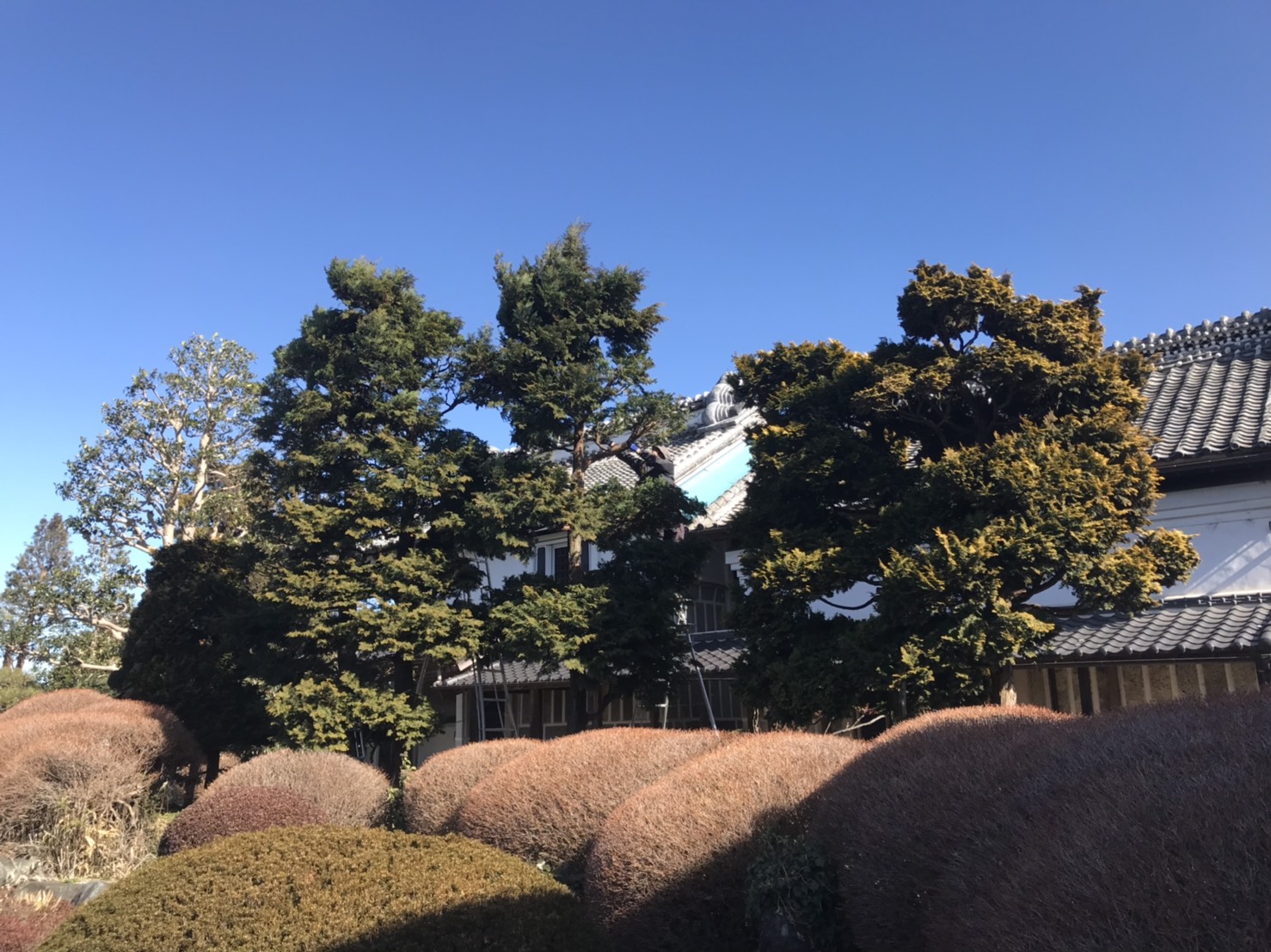 施工実績 栃木県 造園 株式会社匠コーポレーション 庭木の手入れ 植木屋 伐採 特殊伐採